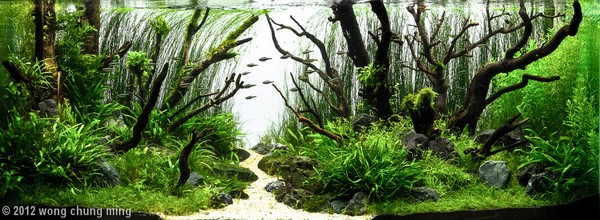 Wong Chung Ming (Makao)